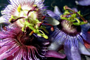 anxiety passion flower